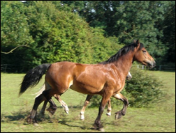 Gold Point Stud