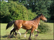 Gold Point Stud